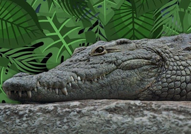Speedboat Adventure Tour with Crocodile Sighting in Nichupté Lagoon
